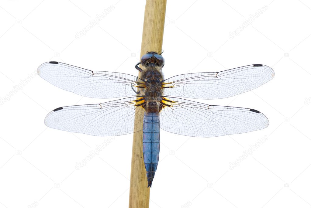 Big blue dragonfly (Libellula depressa) sitting on the cane stalk