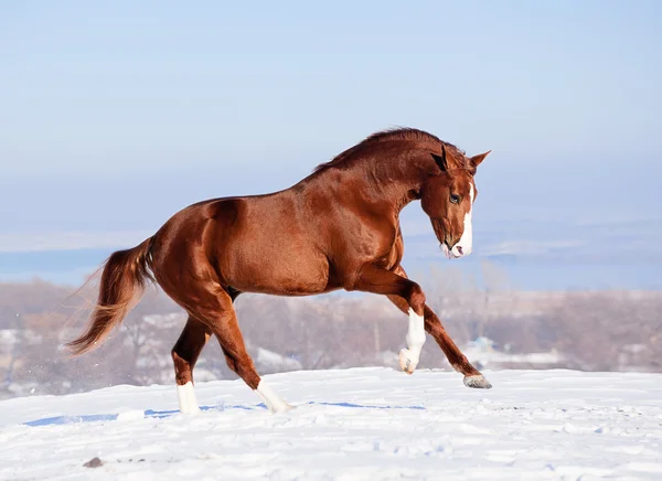 Rotes Pferd auf dem Schnee im Winter — Stockfoto