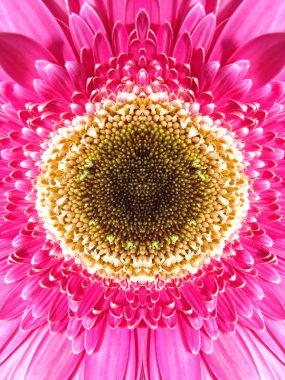 gerbera çiçek