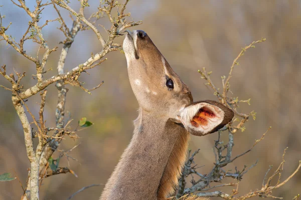 Nourrir l'antilope du Kudu — Photo