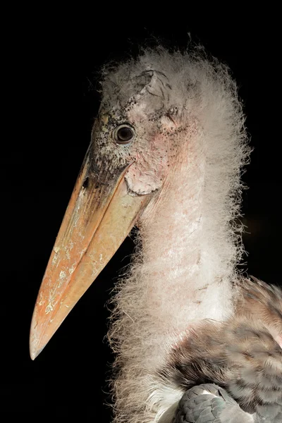 대머리 황새 — 스톡 사진