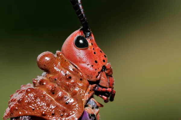 Pyrgomorphid 蝗虫 — 图库照片