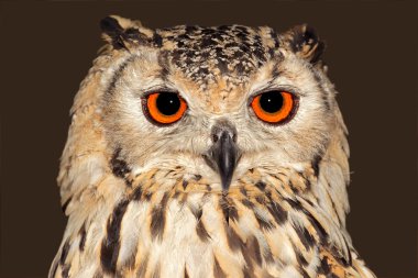 Bengal eagle owl clipart