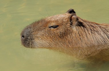 Capibara portresi