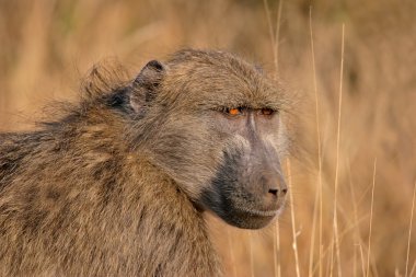 Chacma Baboon clipart