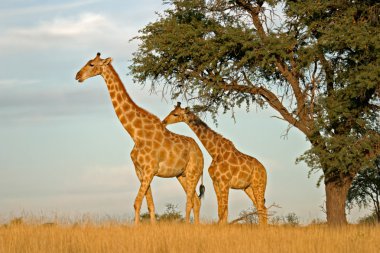 Giraffes clipart