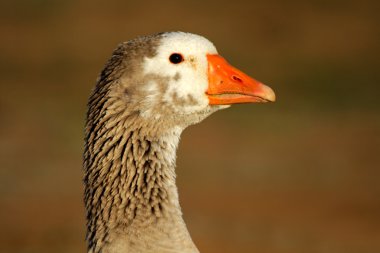 Goose portrait clipart