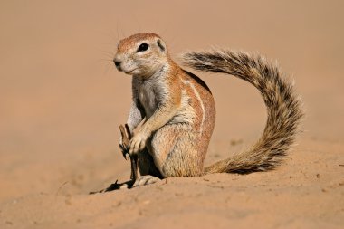 Ground squirrel clipart