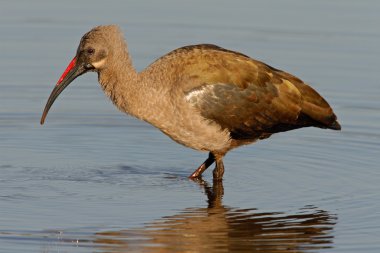 Hadeda ibis