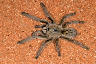 Horned baboon spider clipart