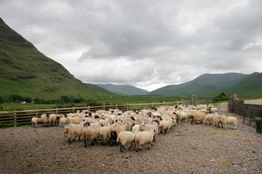 Irish mountain sheep clipart