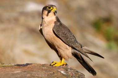 Lanner falcon clipart