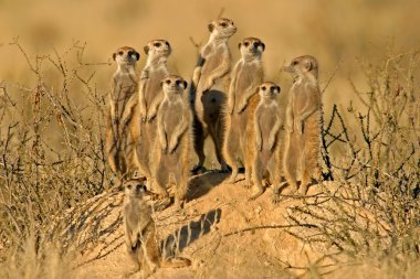 Meerkat family, Kalahari desert, South Africa clipart
