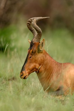 Kırmızı hartebeest portresi