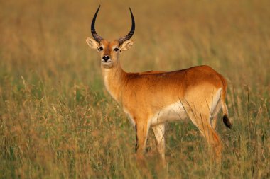 Red lechwe antelope clipart