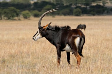 Sable antelope clipart