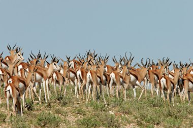 Springbok sürüsü