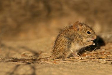 Striped grass mouse clipart