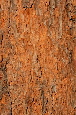 Tree bark background clipart