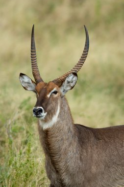 waterbuck portresi