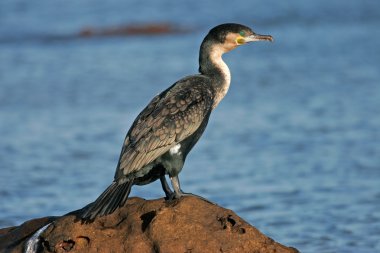 White-breasted cormorant clipart