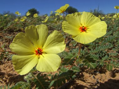 Yellow flowers clipart