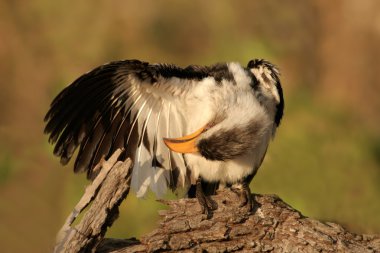 Yellow-billed hornbill clipart