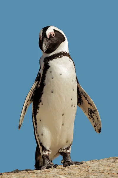 แอฟริกัน เพนกวิน — ภาพถ่ายสต็อก