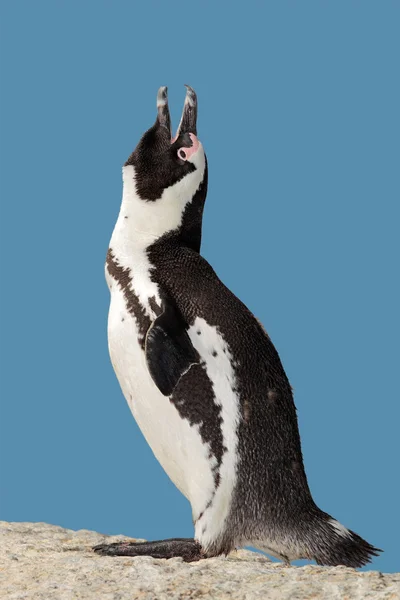 Llamada de pingüino africano — Foto de Stock