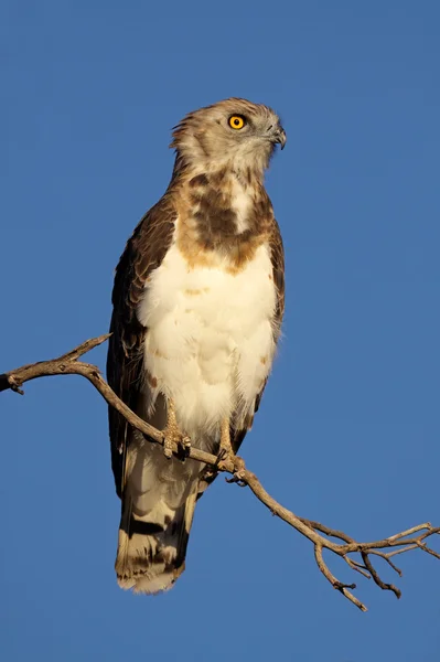 Black-breasted snake eagle — Stock Photo, Image
