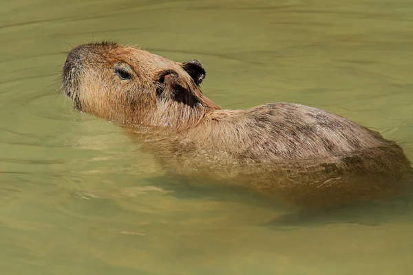 Capibara in acqua — Foto Stock