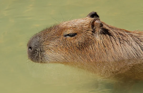 Ritratto di capibara — Foto Stock
