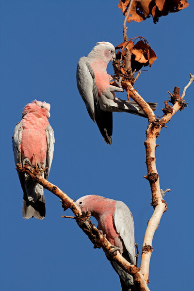 Galah Cockatoos (Cacatua roseicapilla), Kakadu National Park, Northern ...