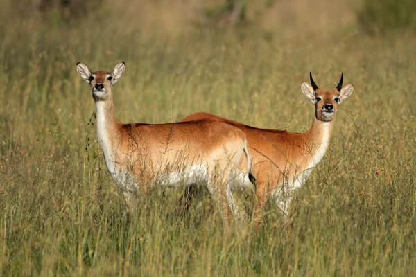 Voduška červená antilopy — Stock fotografie