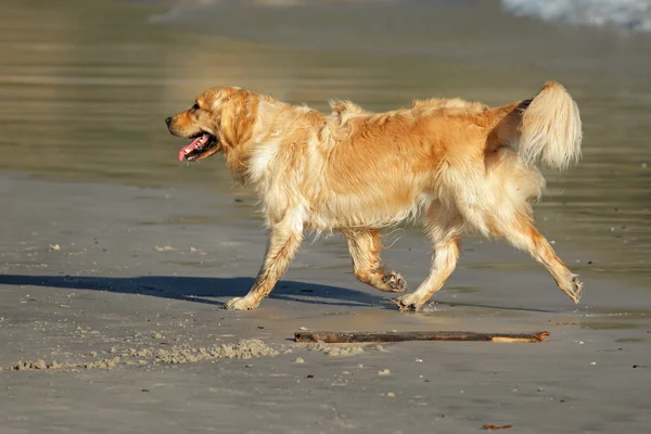 Kolejny złoty pies myśliwski — Zdjęcie stockowe