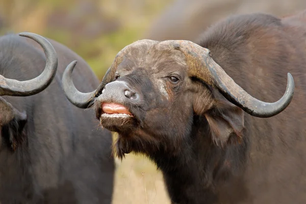 Африканский буйвол — стоковое фото
