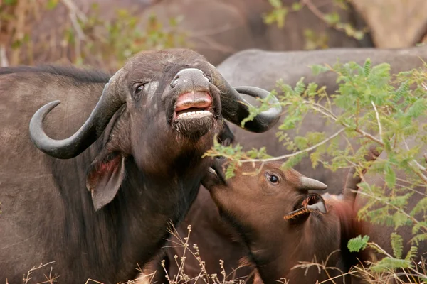 Afrikaanse buffels — Stockfoto