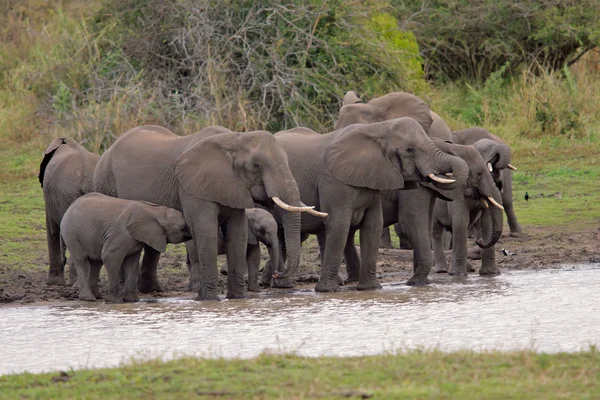 African elephants — Stock Photo, Image