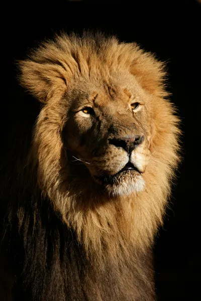 Büyük erkek Afrika aslanı — Stok fotoğraf