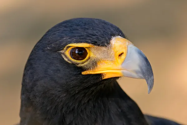 Zwarte adelaar portret — Stockfoto
