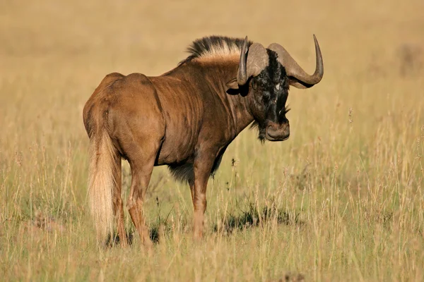 stock image Black wildebeest