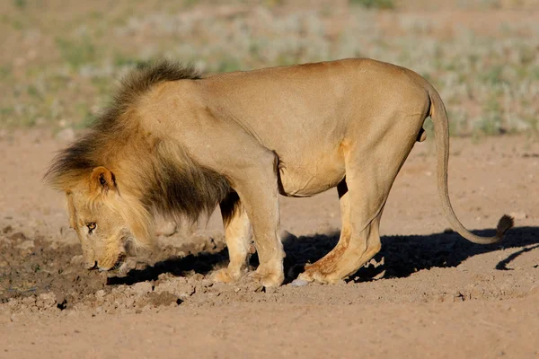 Leão africano de crina negra — Fotografia de Stock