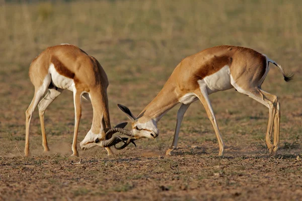 Combate a Springbok — Fotografia de Stock