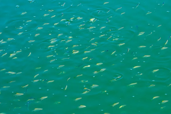 Fish shoal — Stock Photo, Image