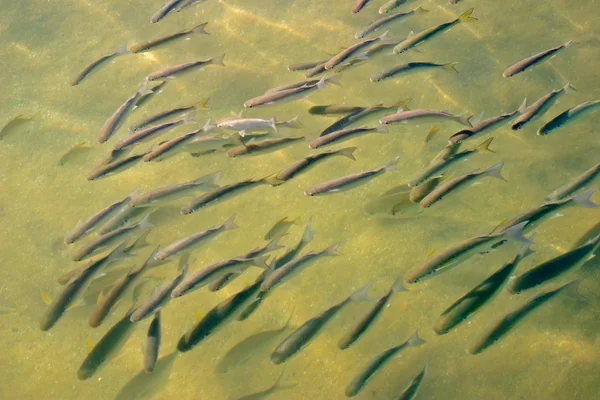魚の浅瀬 — Stockfoto