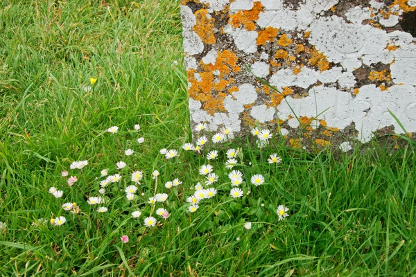 Flowers, grass and lichens — Stock Photo, Image