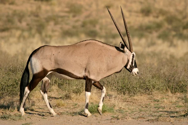 Gemsbok antelopes — Stock Photo, Image