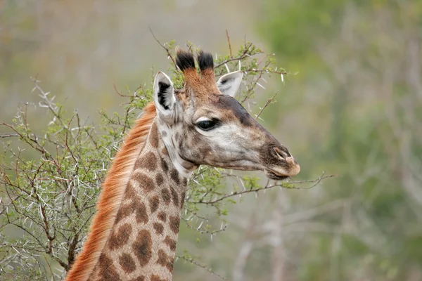 Girafa — Fotografie, imagine de stoc