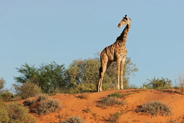 沙丘上的长颈鹿 — 图库照片
