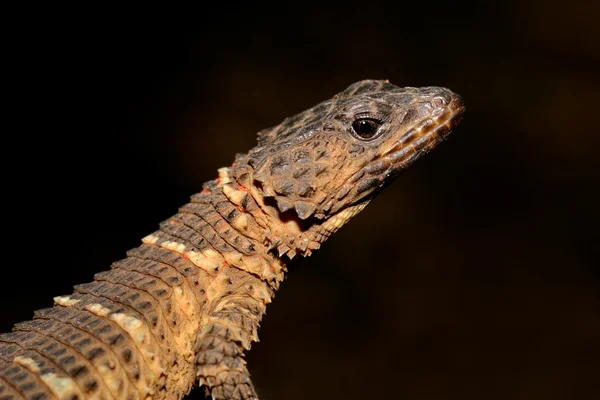 Girdled lizard — Stock Photo, Image